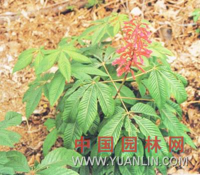 紅花七葉樹(shù)